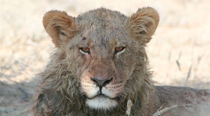 Boutique lodge Cozy Lion