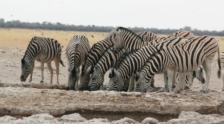 Boutique lodge Cozy Lion