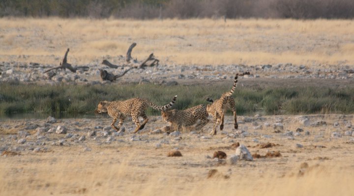 Boutique lodge Cozy Lion