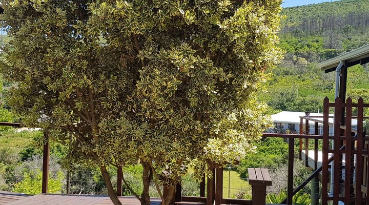 The Cabin@103 Knysna