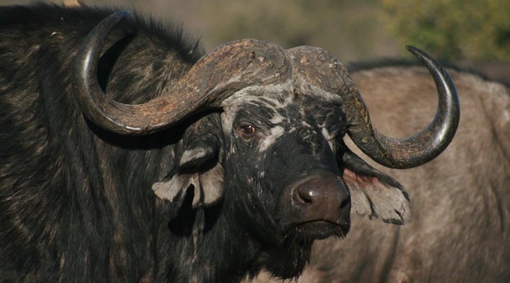 Tshukudu Safaris - Marula Camp