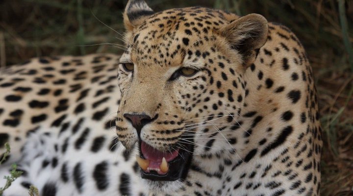 Tshukudu Safaris - Marula Camp