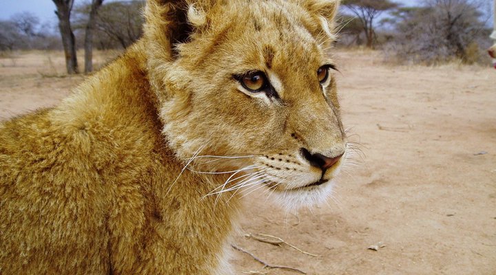 Tshukudu Safaris - Marula Camp