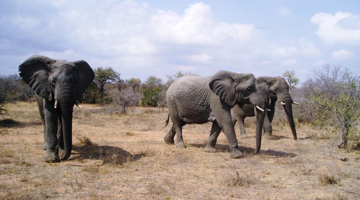 Tshukudu Safaris - Marula Camp