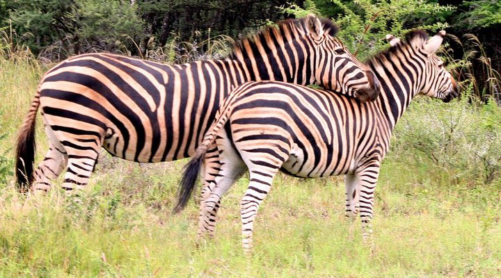 Thaba Metsi Nature Reserve