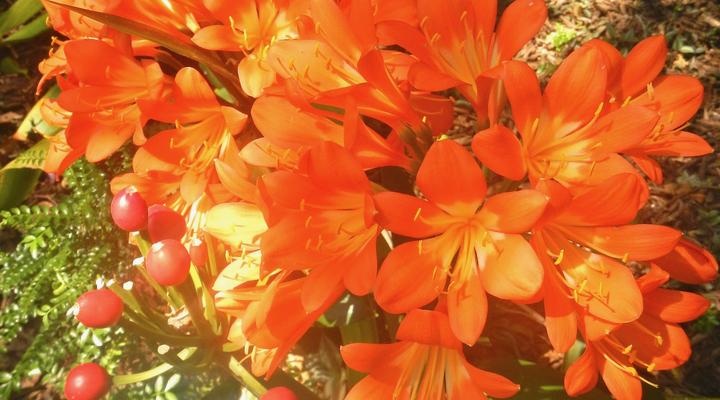 Richmond House Cottages