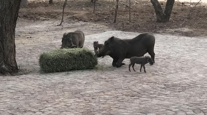 3433 on Klipspringer Marloth Park Mpumalanga