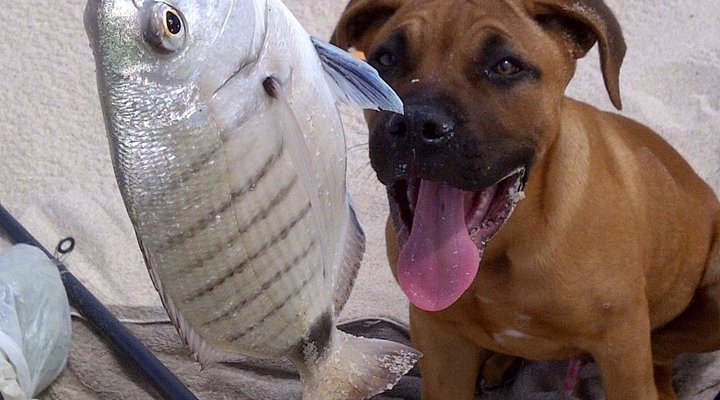 Shepherd's Keep Gîte Safari Camp