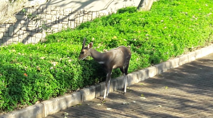 Stunning Apartment in Simbithi Eco Estate