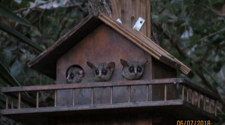 Rafiki's Resthouse