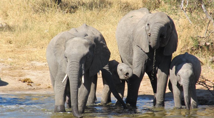Elephant Sands Lodge
