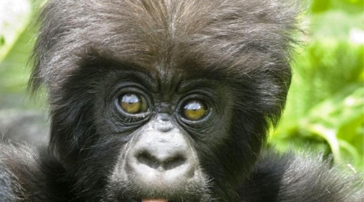 Mahogany Springs Lodge