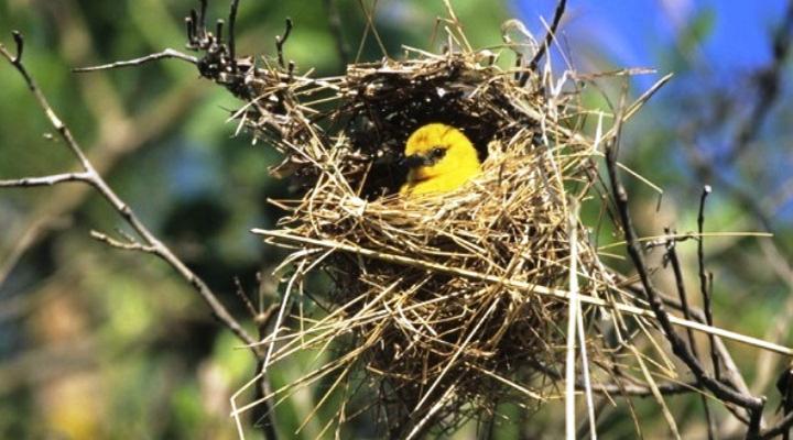 Mahogany Springs Lodge