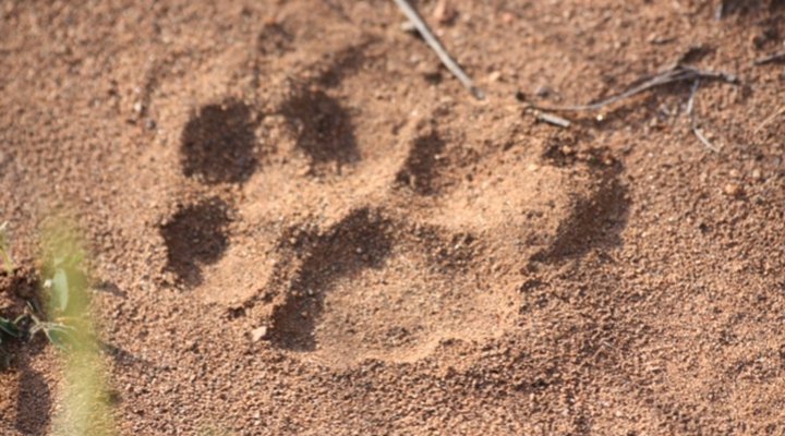 Tsakane Walking Safaris