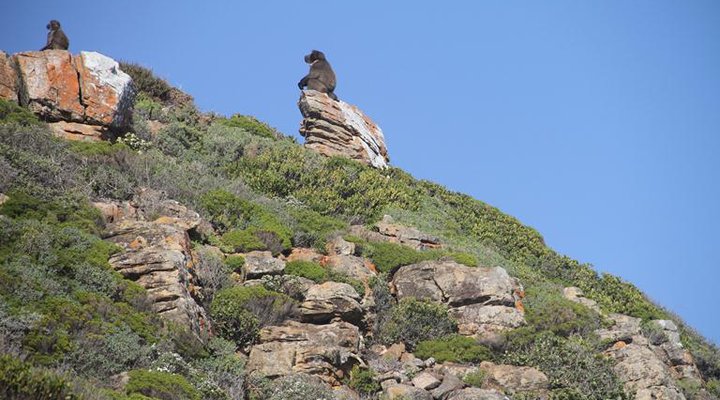 Guinea Fowl House B & B