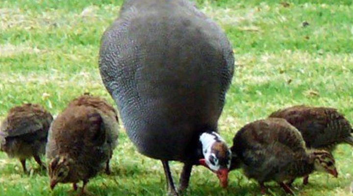 Guinea Fowl Lodge