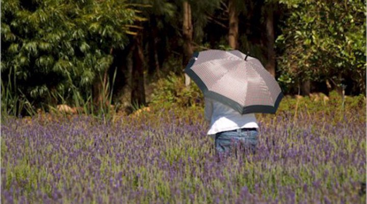 Lavender Farm Cottage