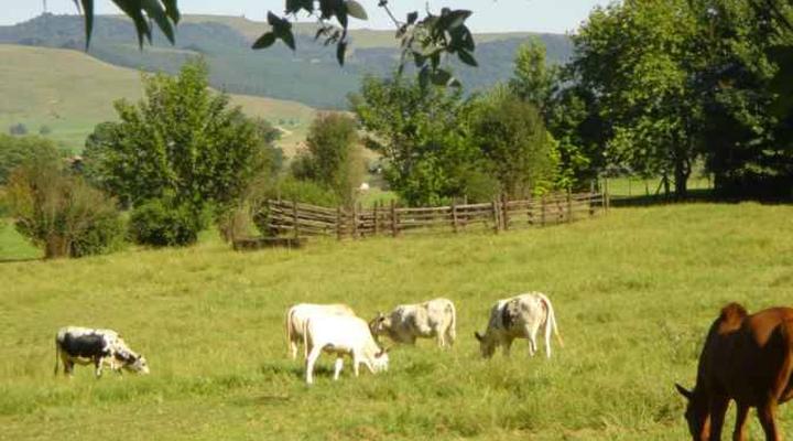 Pennylane Guest House