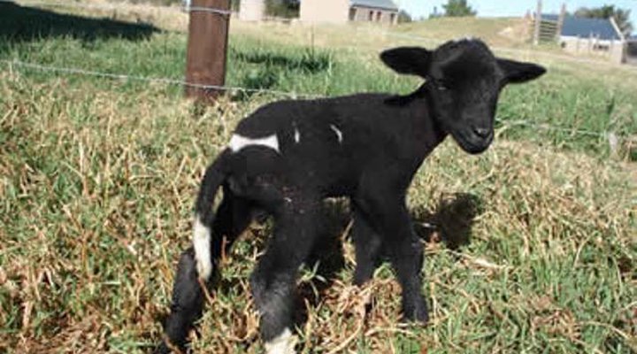 Jonqua Farm Cottages