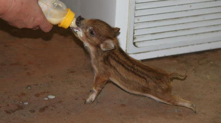 Weltevrede Lion Farm