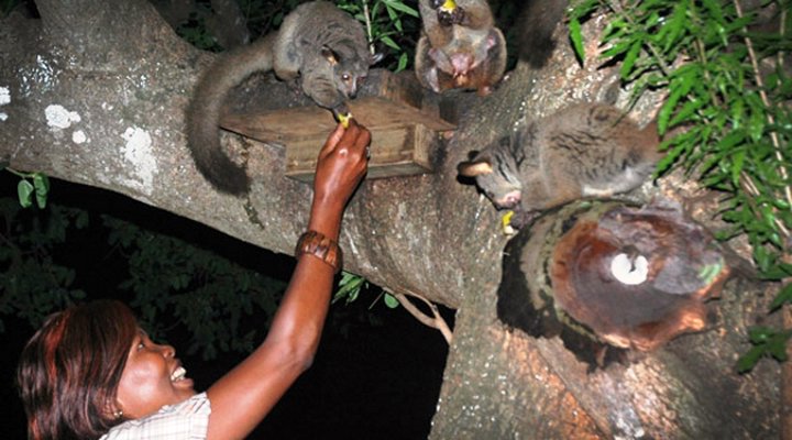 Bushbaby Lodge and Camping