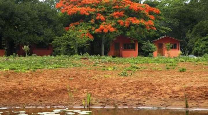 Bushbaby Lodge and Camping