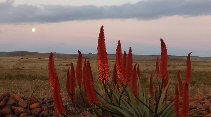 Deo Volente Guest Farm