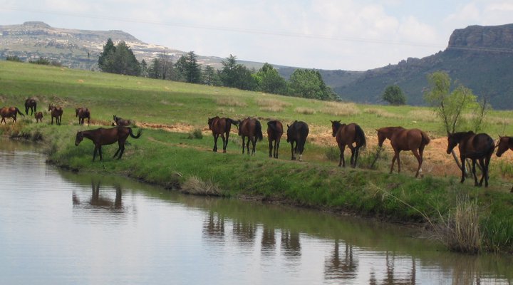 Franshoek Farm and Polo School