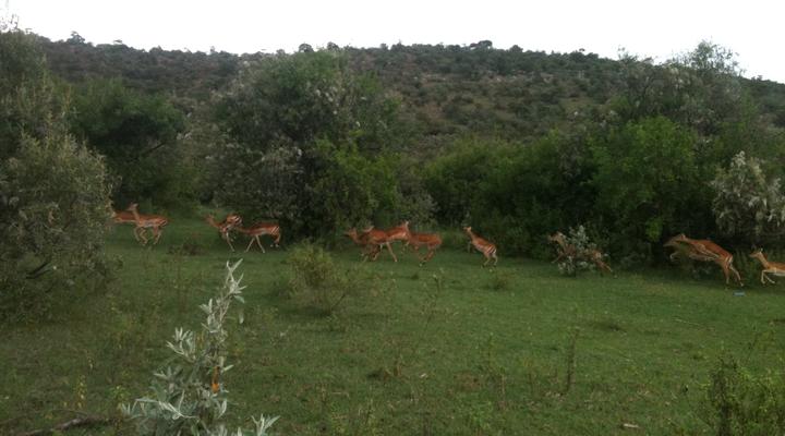 Mara Nubian Tented Camp