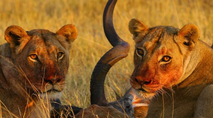 Tailormade Safaris- Hwange