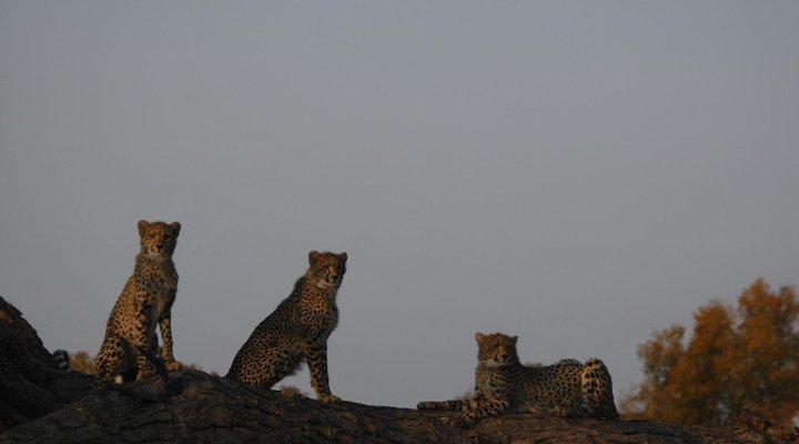 Tailormade Safaris- Matopos