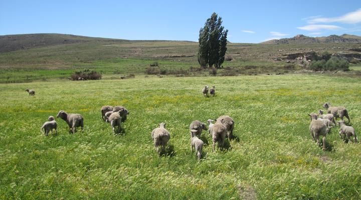 Fairview Farm House & outside Cottage