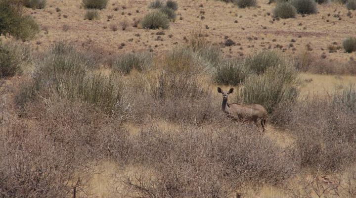 Hoas Guest and Game Farm