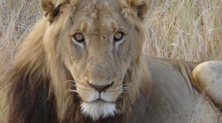 Bananien Lodge Sabie