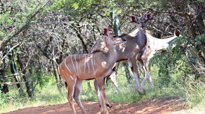 Mountain Mala Game Lodge