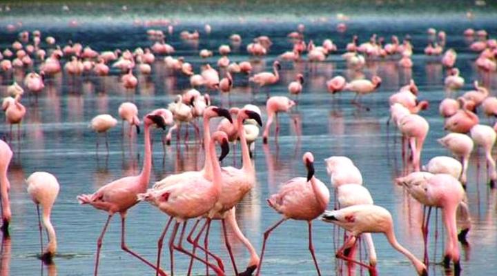 Jumuia Resorts - Jumuia Guest House Nakuru