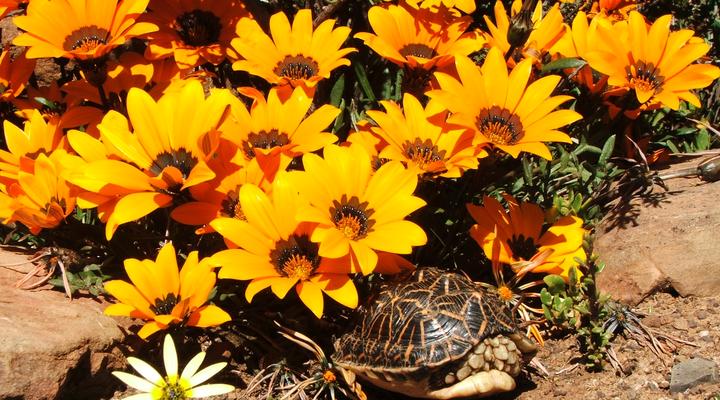 Ouma Jossie se Huis op Matjiesfontein Guest Farm