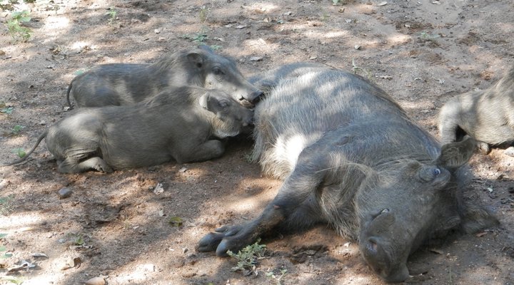 Bateleur Bush Lodge