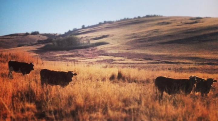 The Red Barn The Stables
