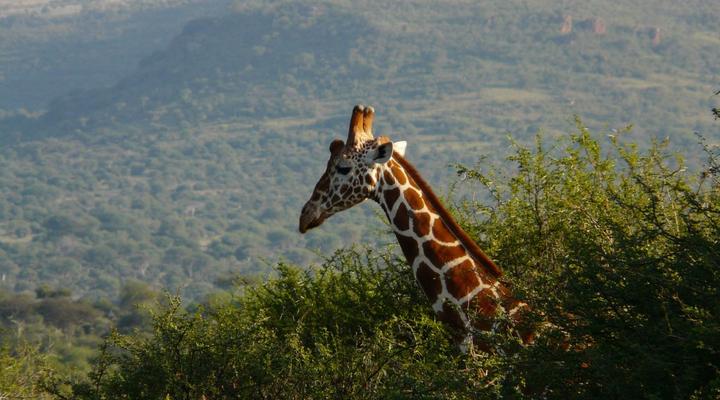 Laikipia Wilderness Camp