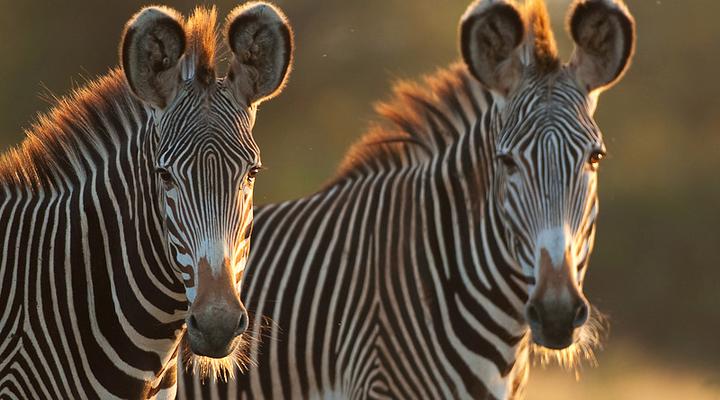 Laikipia Wilderness Camp