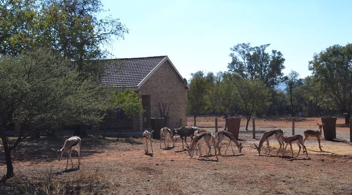Tshepe Overnight