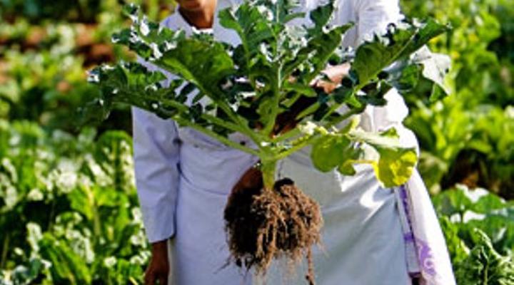 Masai Mara Sopa Lodge