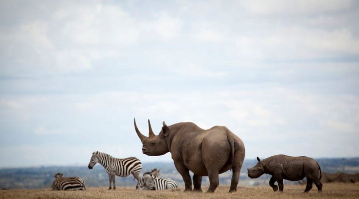 The Safari Collection - Solio Lodge