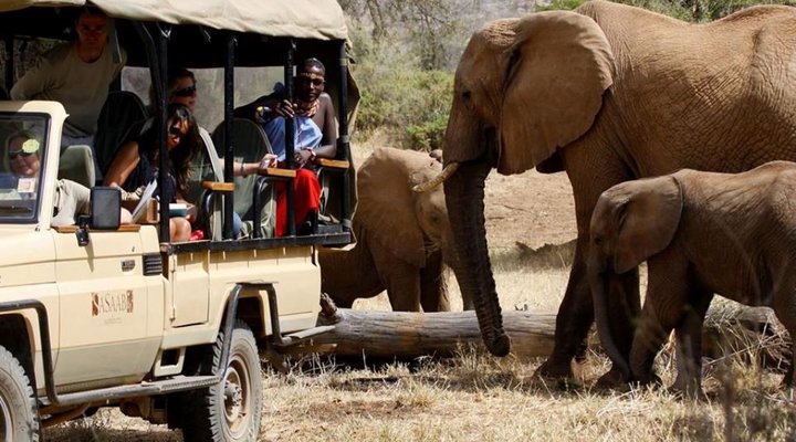 The Safari Collection - Sasaab