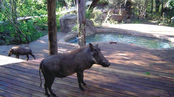 Marloth Park Reverie Safari Lodge