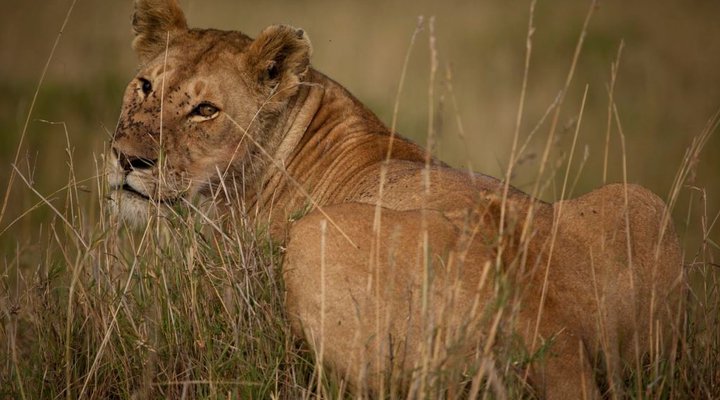 The Safari Collection - Sala's Camp