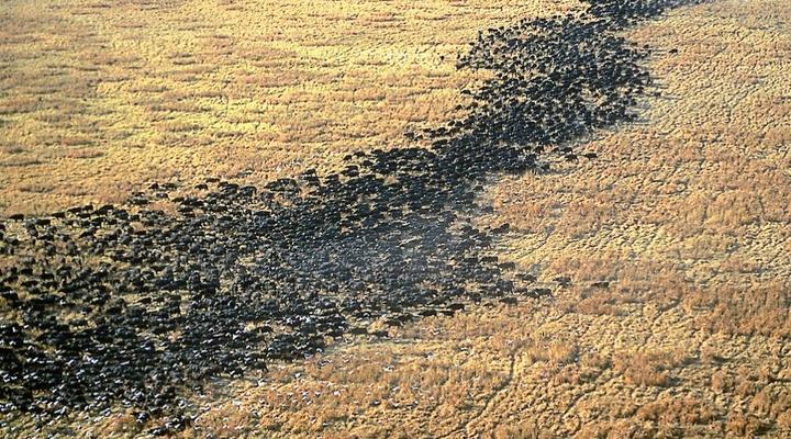 Nomad Tanzania - Chada Katavi