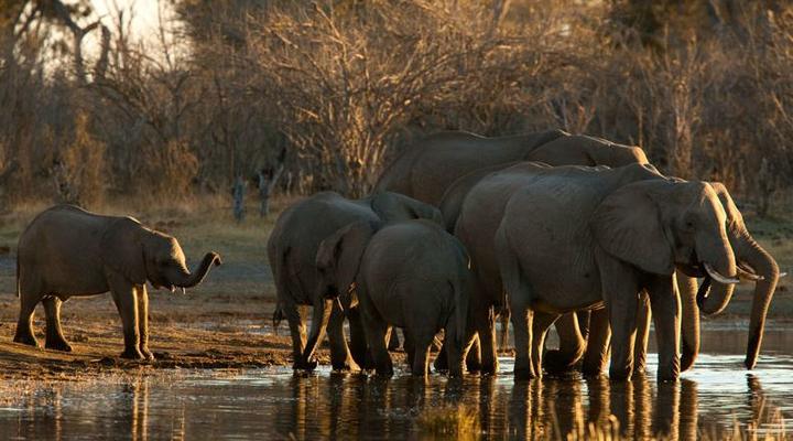 Selinda Explorers Camp