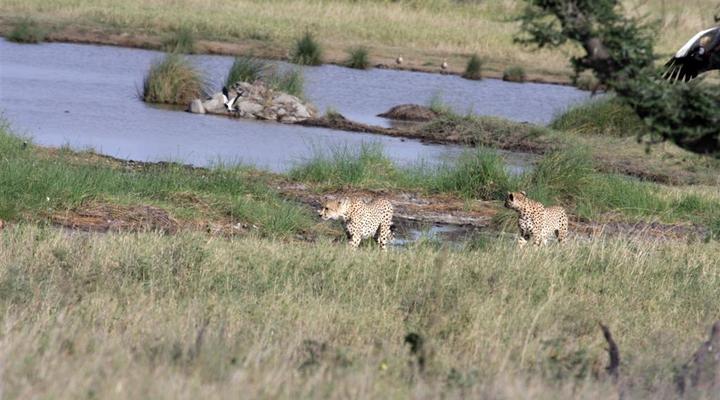 Lemala Ewajan Seronera Valley